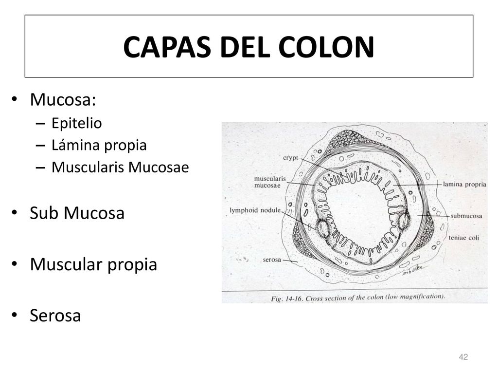 CAPAS DEL COLON Mucosa: Sub Mucosa Muscular propia Serosa Epitelio
