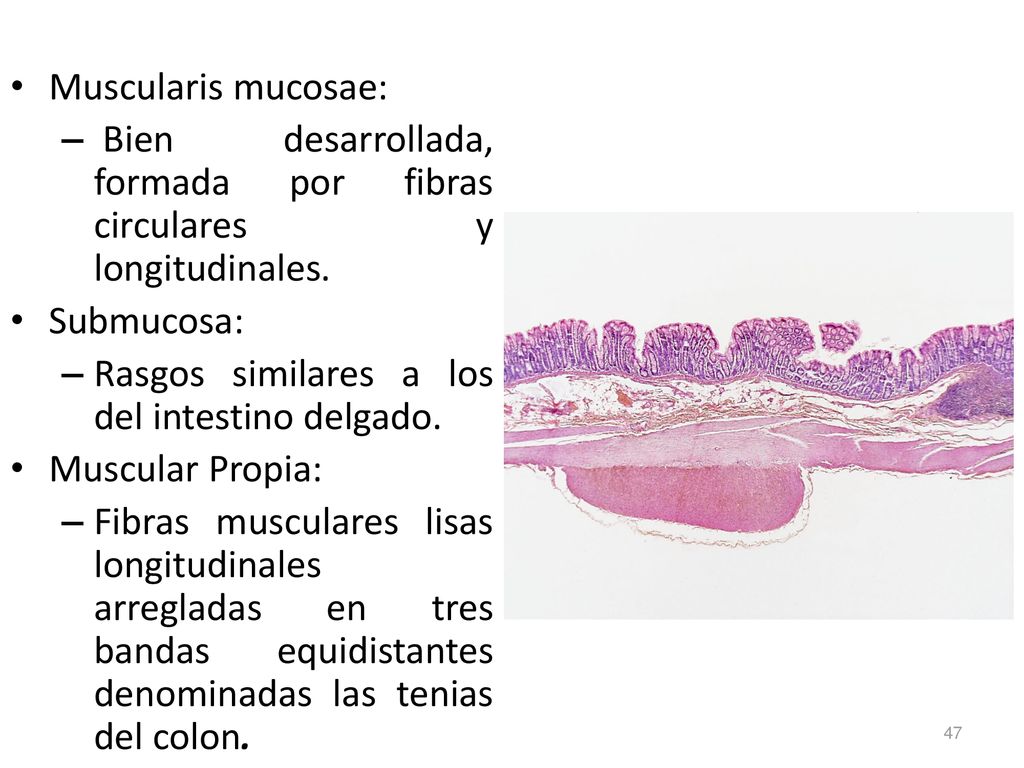 Muscularis mucosae: Bien desarrollada, formada por fibras circulares y longitudinales. Submucosa: Rasgos similares a los del intestino delgado.