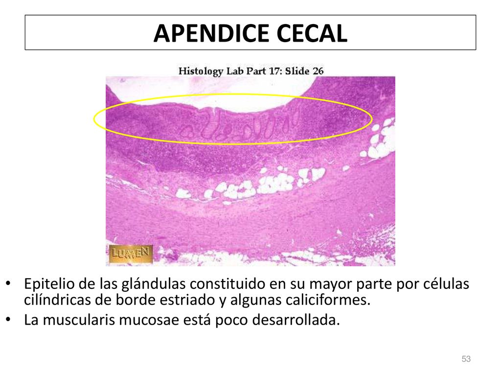 APENDICE CECAL Epitelio de las glándulas constituido en su mayor parte por células cilíndricas de borde estriado y algunas caliciformes.