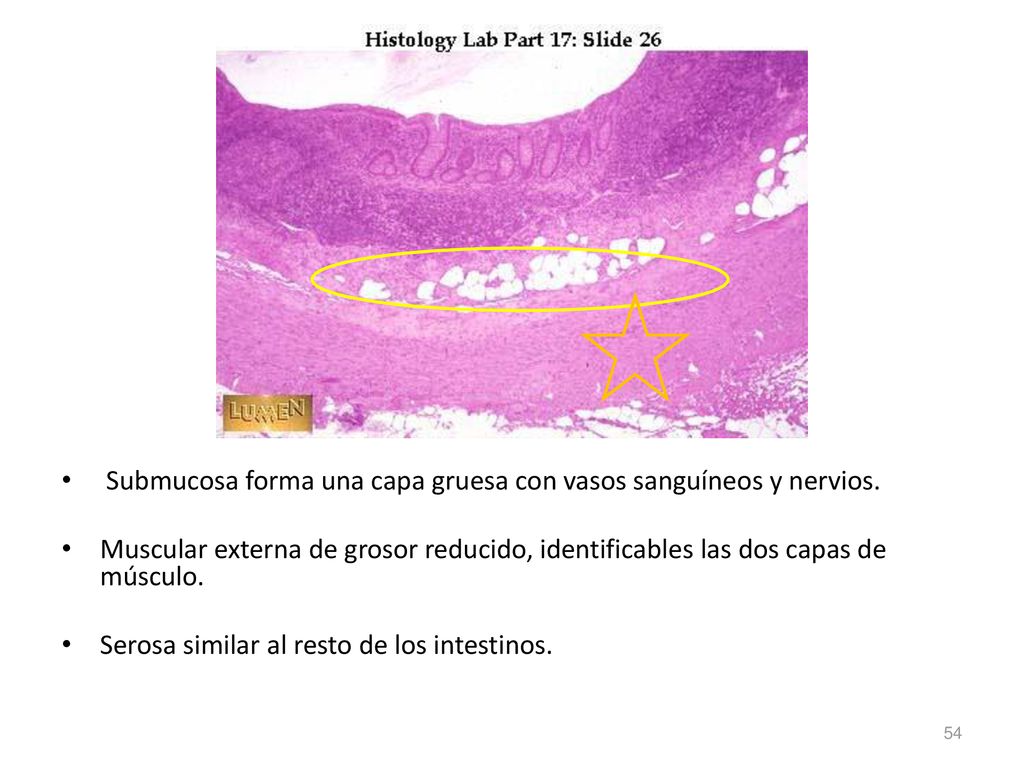 Submucosa forma una capa gruesa con vasos sanguíneos y nervios.