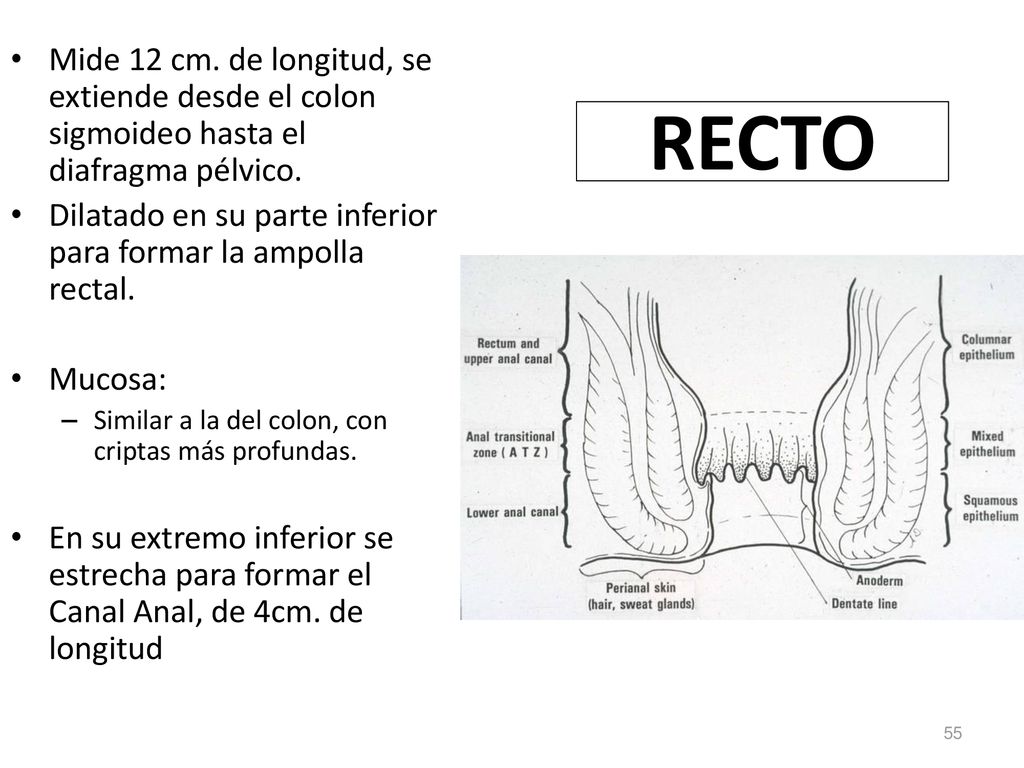 Mide 12 cm. de longitud, se extiende desde el colon sigmoideo hasta el diafragma pélvico.