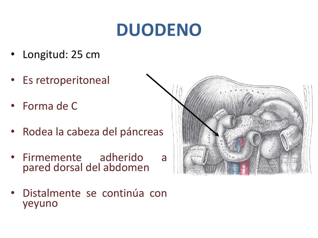 DUODENO Longitud: 25 cm Es retroperitoneal Forma de C