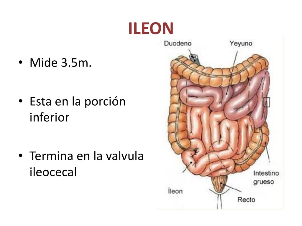ILEON Mide 3.5m. Esta en la porción inferior