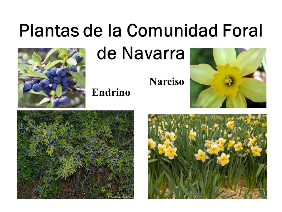 Plantas de la Comunidad Foral de Navarra