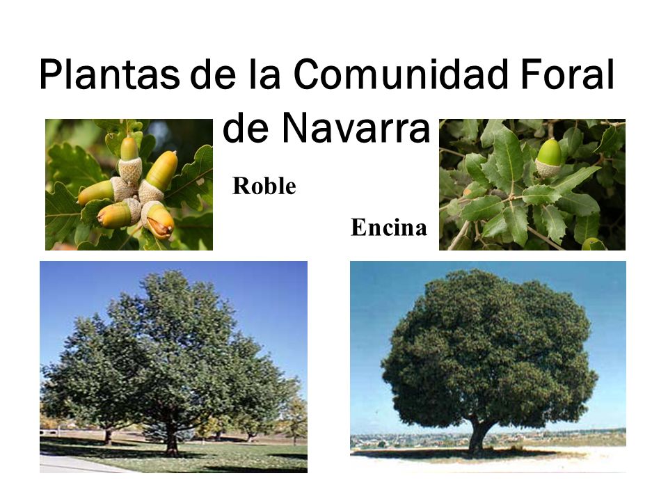 Plantas de la Comunidad Foral de Navarra