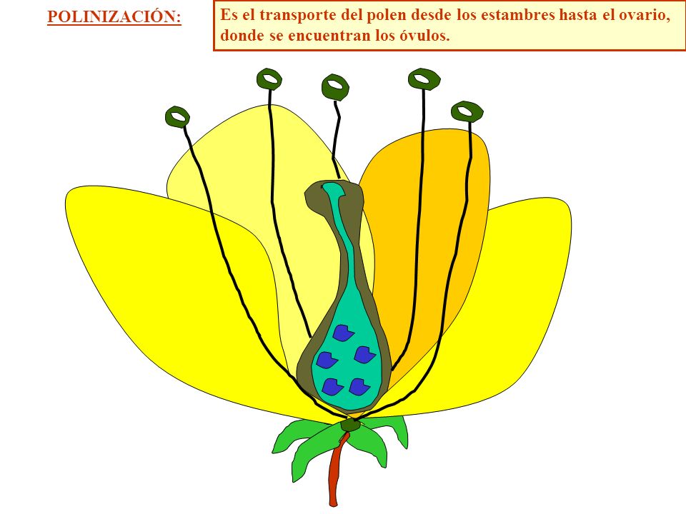 POLINIZACIÓN: Es el transporte del polen desde los estambres hasta el ovario, donde se encuentran los óvulos.