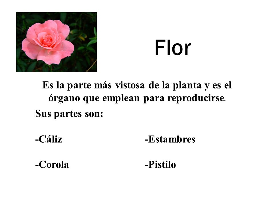 Flor Es la parte más vistosa de la planta y es el órgano que emplean para reproducirse. Sus partes son:
