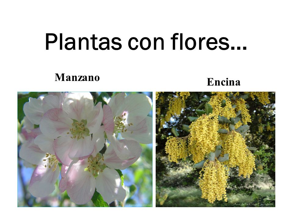 Plantas con flores… Manzano Encina