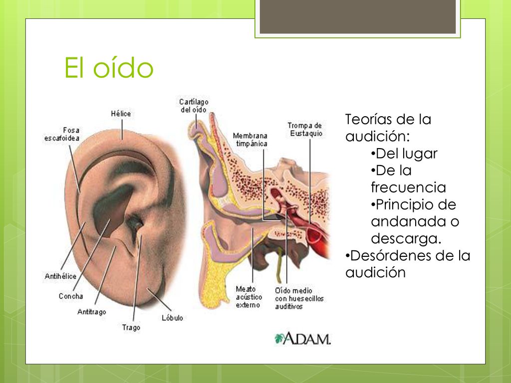 El oído Teorías de la audición: Del lugar De la frecuencia