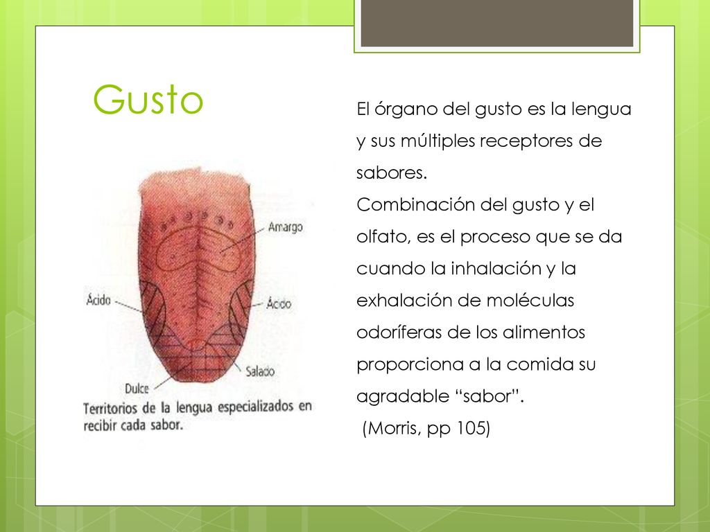 Gusto El órgano del gusto es la lengua y sus múltiples receptores de sabores.
