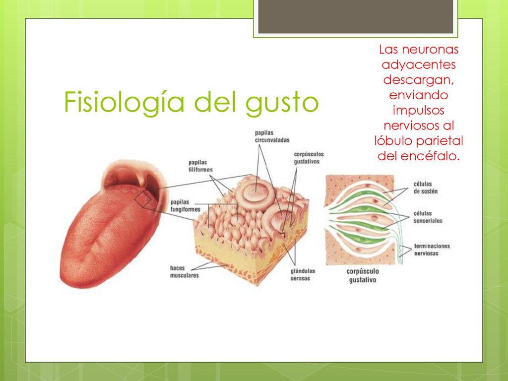 Las neuronas adyacentes descargan, enviando impulsos nerviosos al lóbulo parietal del encéfalo.