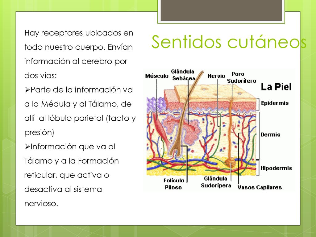 Sentidos cutáneos Hay receptores ubicados en todo nuestro cuerpo. Envían información al cerebro por dos vías:
