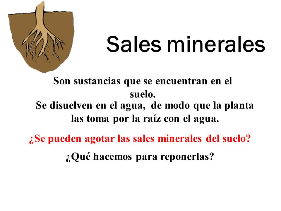 Sales minerales Son sustancias que se encuentran en el suelo.