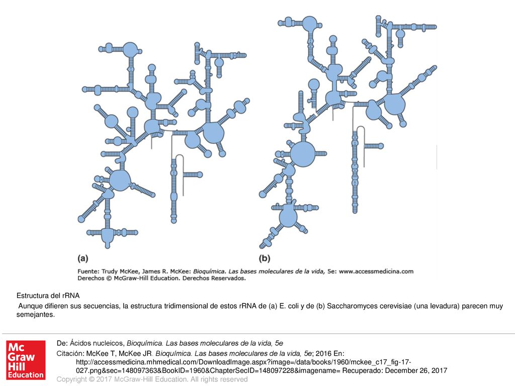Aunque difieren sus secuencias, la estructura tridimensional de estos rRNA de (a) E. coli y de (b) Saccharomyces cerevisiae (una levadura) parecen muy semejantes.