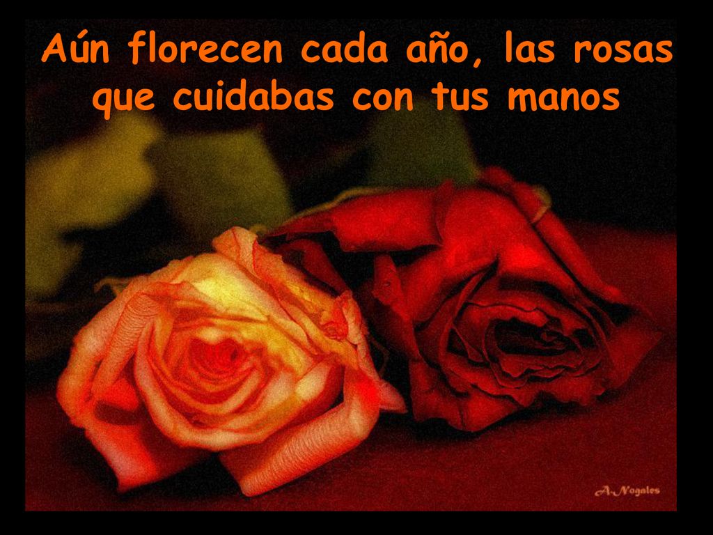 Aún florecen cada año, las rosas que cuidabas con tus manos