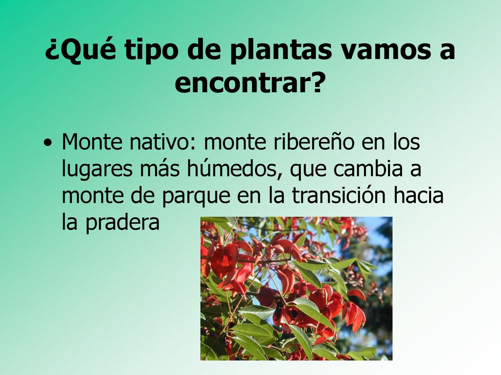 ¿Qué tipo de plantas vamos a encontrar