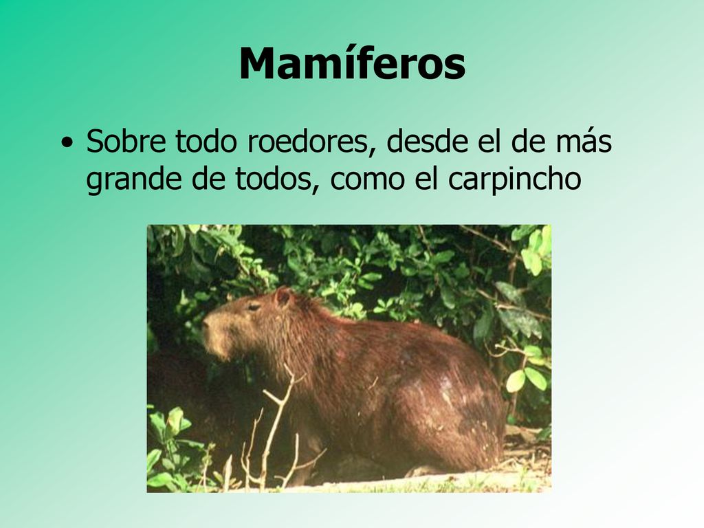 Mamíferos Sobre todo roedores, desde el de más grande de todos, como el carpincho