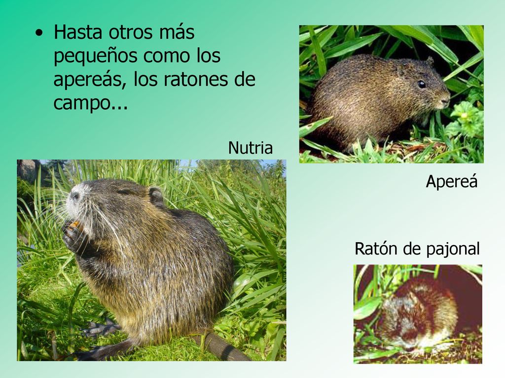 Hasta otros más pequeños como los apereás, los ratones de campo...