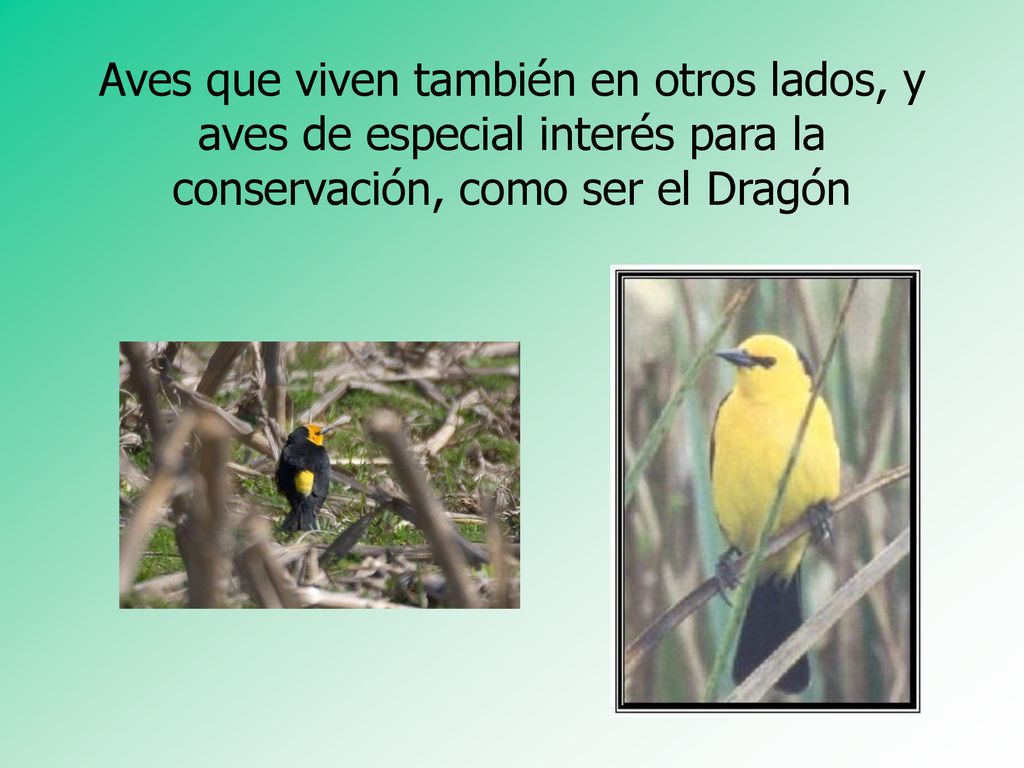 Aves que viven también en otros lados, y aves de especial interés para la conservación, como ser el Dragón