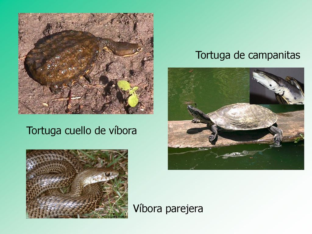 Tortuga de campanitas Tortuga cuello de víbora Víbora parejera