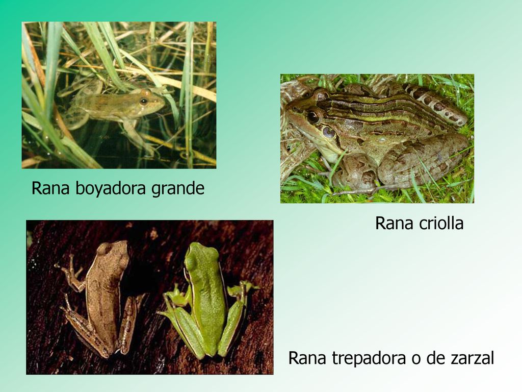 Rana boyadora grande Rana criolla Rana trepadora o de zarzal