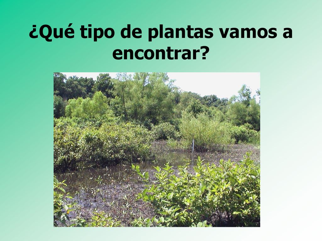 ¿Qué tipo de plantas vamos a encontrar