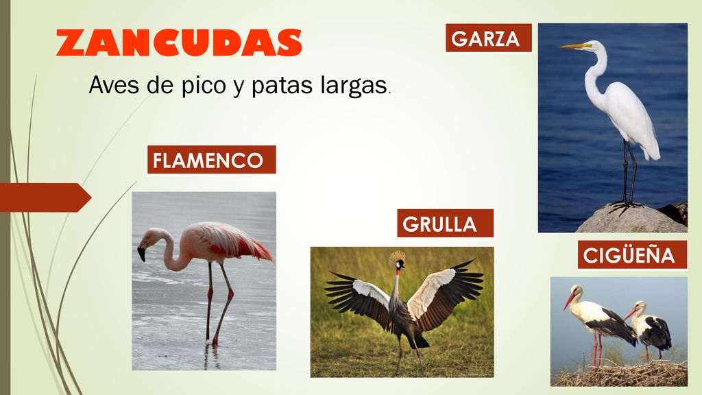 ZANCUDAS GARZA Aves de pico y patas largas. FLAMENCO GRULLA CIGÜEÑA