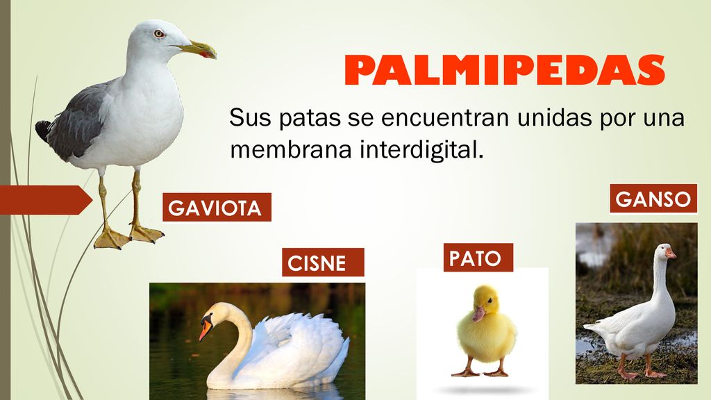 PALMIPEDAS Sus patas se encuentran unidas por una membrana interdigital. GANSO GAVIOTA PATO CISNE