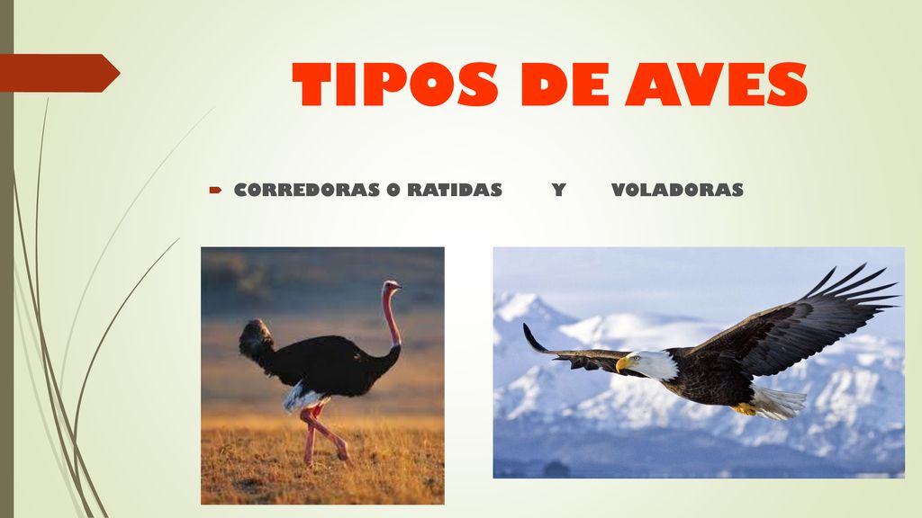 TIPOS DE AVES CORREDORAS O RATIDAS Y VOLADORAS