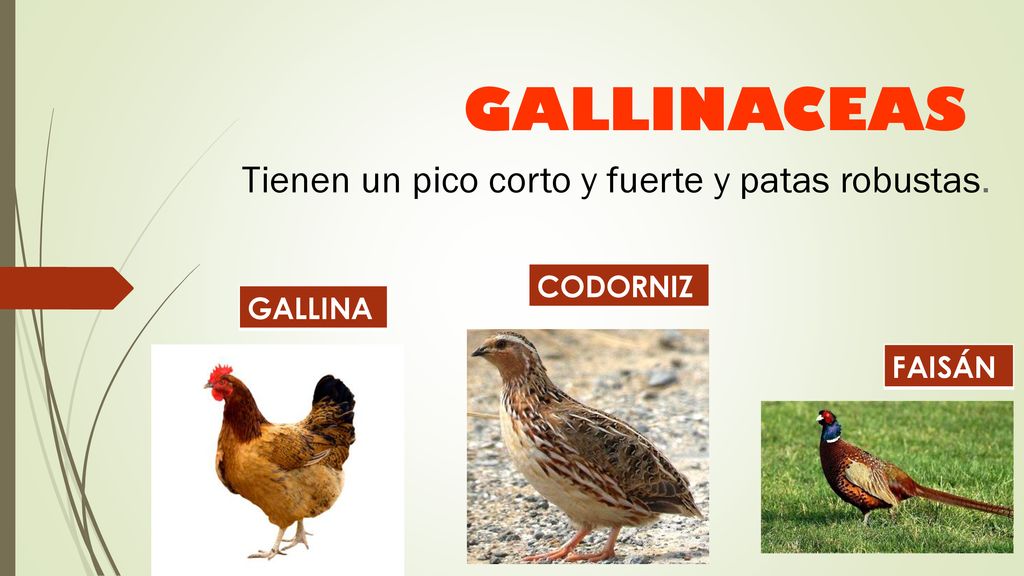GALLINACEAS Tienen un pico corto y fuerte y patas robustas. CODORNIZ