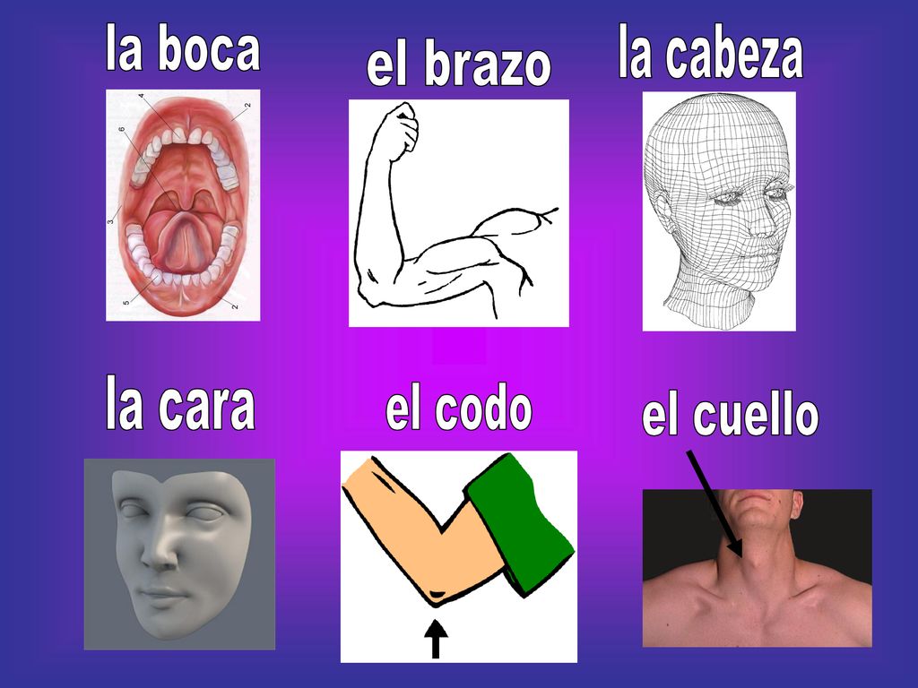 la boca la cabeza el brazo la cara el codo el cuello