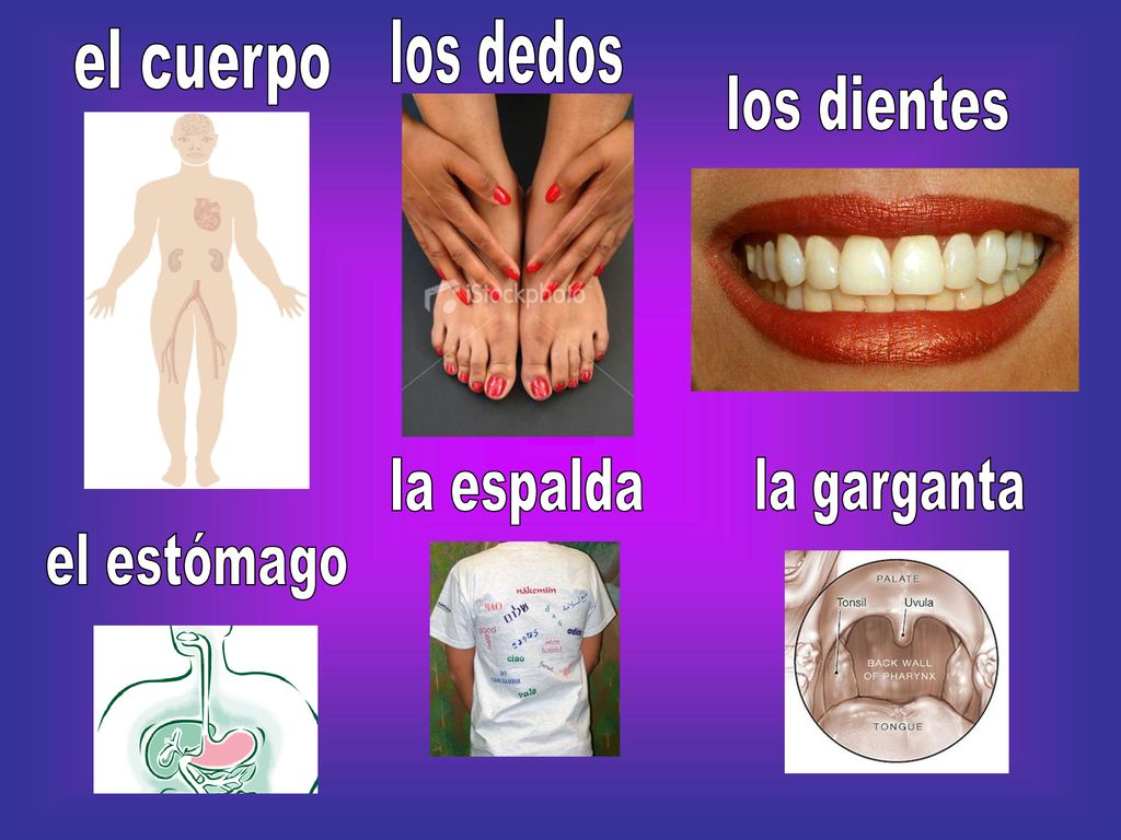 los dedos el cuerpo los dientes la espalda la garganta el estómago