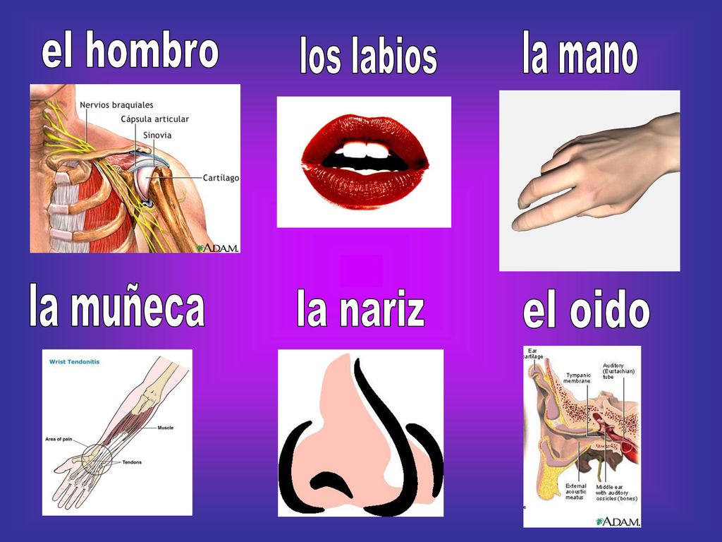 el hombro la mano los labios la muñeca la nariz el oido