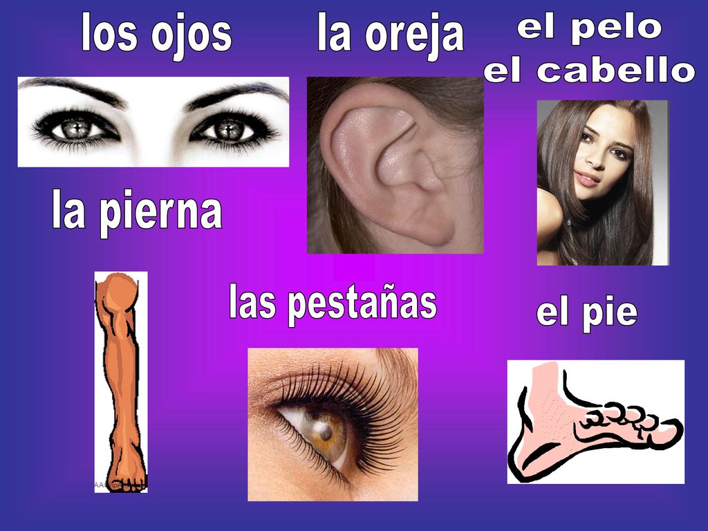 los ojos la oreja el pelo el cabello la pierna las pestañas el pie