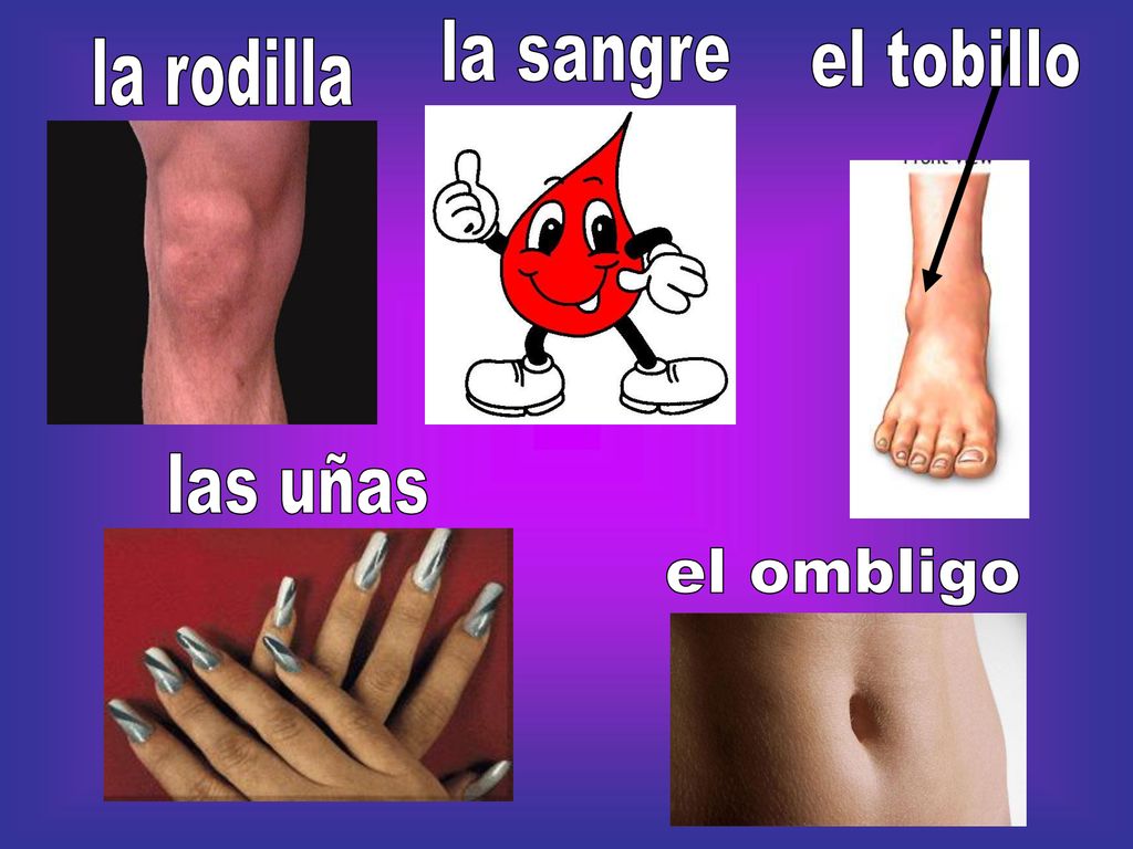 la sangre el tobillo la rodilla las uñas el ombligo