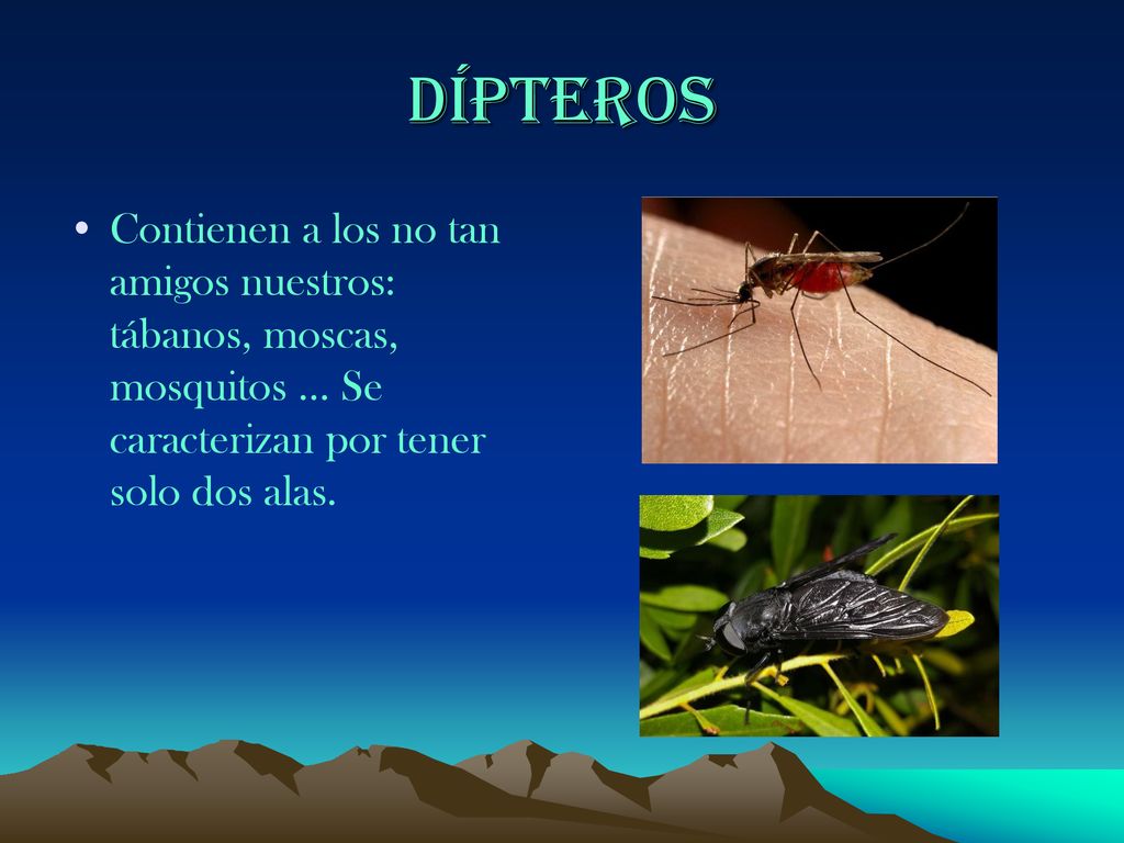 Dípteros Contienen a los no tan amigos nuestros: tábanos, moscas, mosquitos … Se caracterizan por tener solo dos alas.
