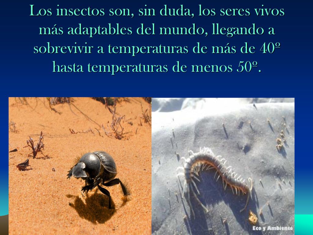 Los insectos son, sin duda, los seres vivos más adaptables del mundo, llegando a sobrevivir a temperaturas de más de 40º hasta temperaturas de menos 50º.