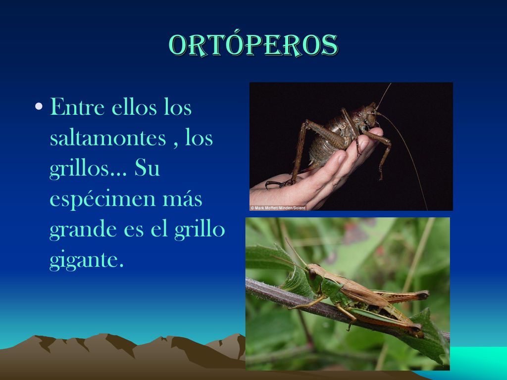 Ortóperos Entre ellos los saltamontes , los grillos… Su espécimen más grande es el grillo gigante.