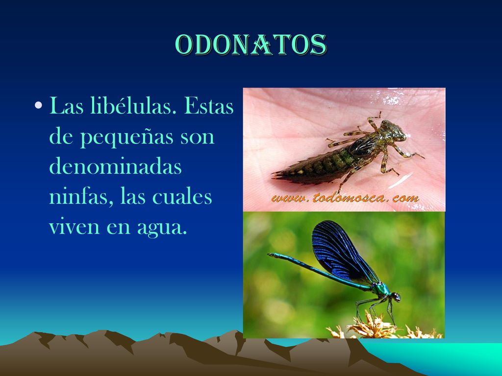 Odonatos Las libélulas. Estas de pequeñas son denominadas ninfas, las cuales viven en agua.