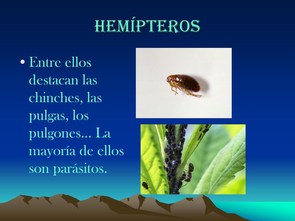 HEmÍpteros Entre ellos destacan las chinches, las pulgas, los pulgones...