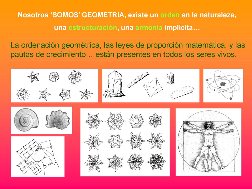 Nosotros ‘SOMOS’ GEOMETRIA, existe un orden en la naturaleza,
