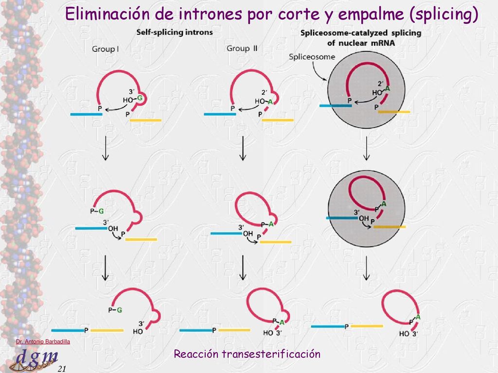 Eliminación de intrones por corte y empalme (splicing)