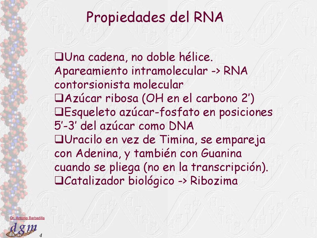 Propiedades del RNA Una cadena, no doble hélice. Apareamiento intramolecular -> RNA contorsionista molecular.