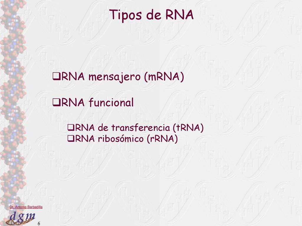 Tipos de RNA RNA mensajero (mRNA) RNA funcional