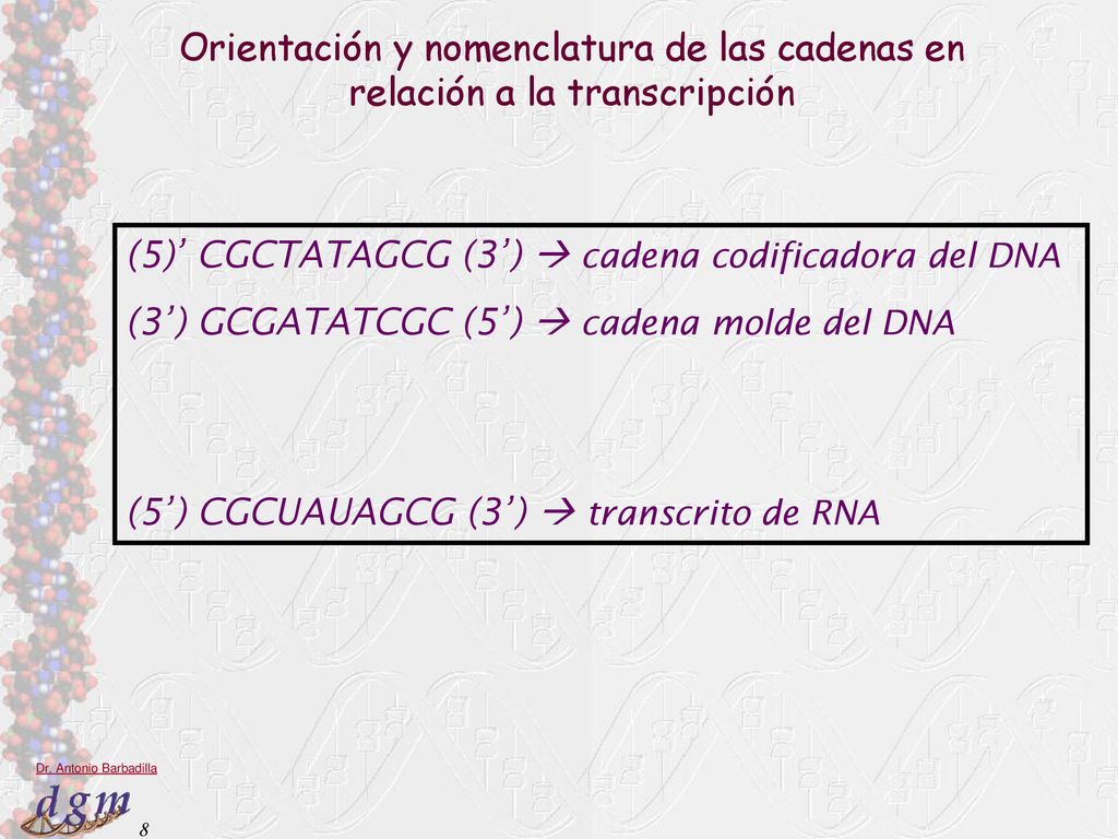 Orientación y nomenclatura de las cadenas en relación a la transcripción