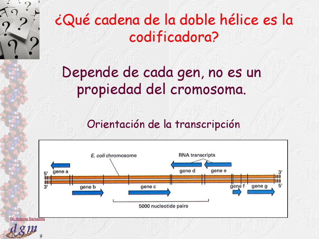 ¿Qué cadena de la doble hélice es la codificadora