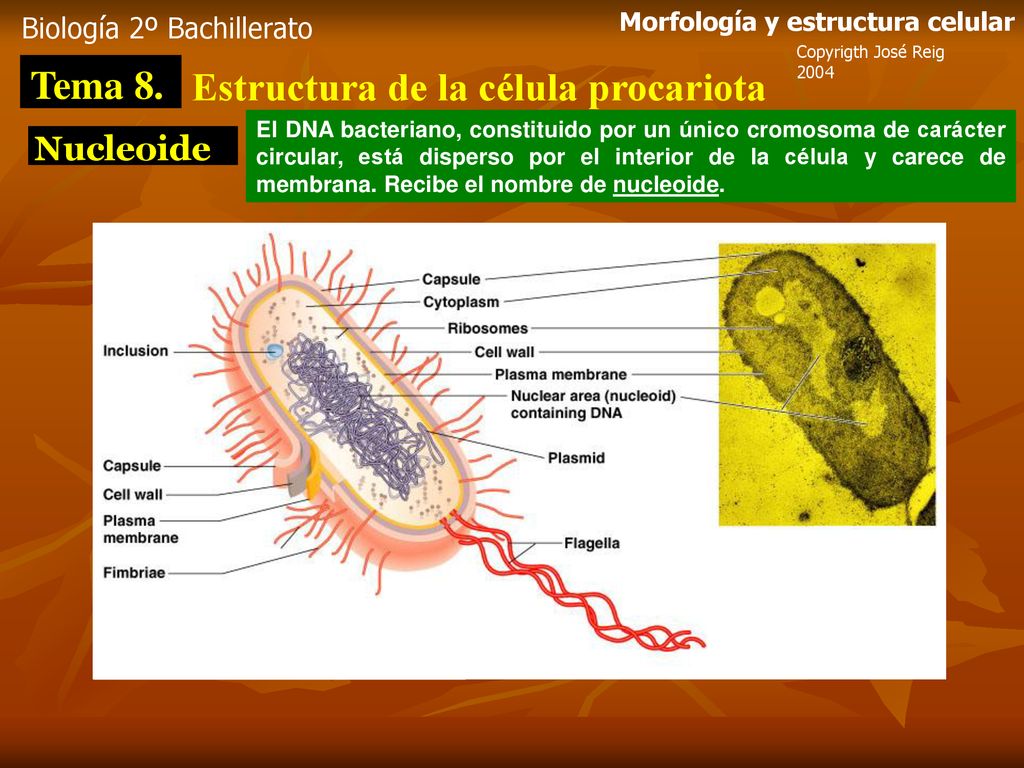 Эра прокариот какая эра. Капсула прокариот. Prokaryotic Cell. Вирусы прокариоты. Прокариоты микробиология.