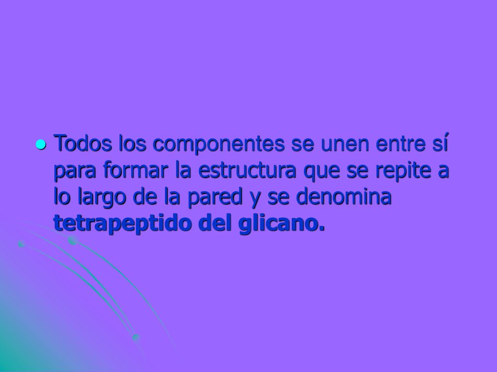 Todos los componentes se unen entre sí para formar la estructura que se repite a lo largo de la pared y se denomina tetrapeptido del glicano.