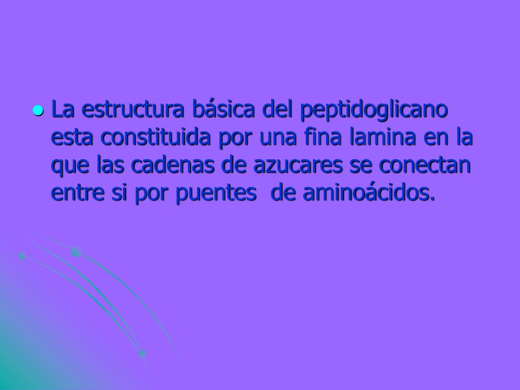 La estructura básica del peptidoglicano esta constituida por una fina lamina en la que las cadenas de azucares se conectan entre si por puentes de aminoácidos.
