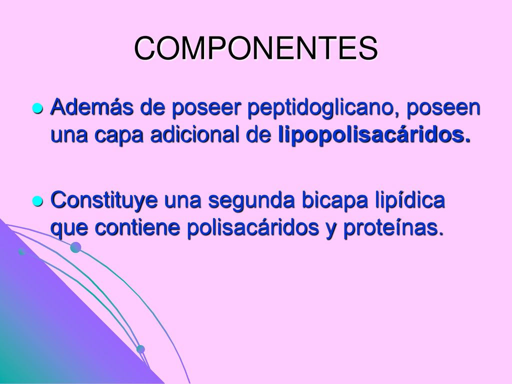 COMPONENTES Además de poseer peptidoglicano, poseen una capa adicional de lipopolisacáridos.